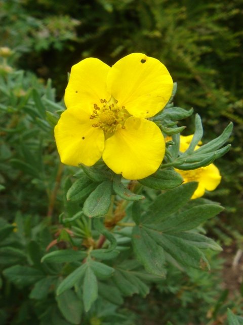 Potentilla fruticosa 'Jackman's Variety' P11